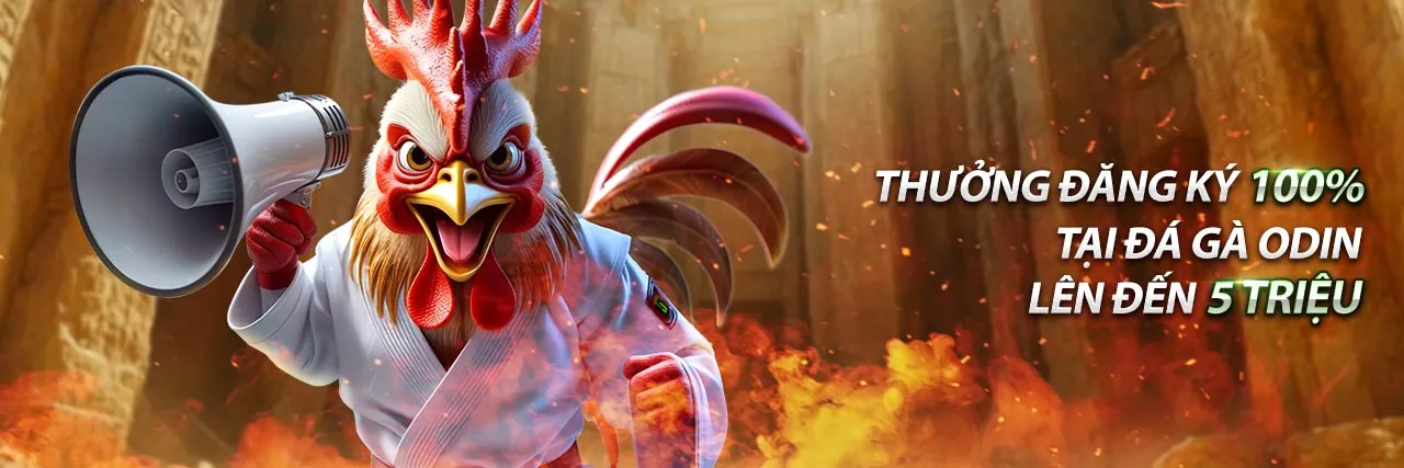 Hình ảnh gà Asil Ấn Độ với cơ bắp cuồn cuộn và vẻ ngoài hung dữ, biểu tượng của sức mạnh